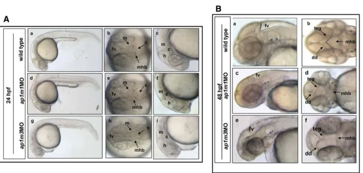 Fig. 5. Morphological defects in ap1m1MO and ap1m3MO single morphants. Embryos were injected at the two-cell stage and examined at 24 and 48 hpf