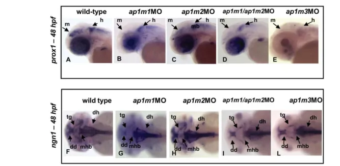 Fig. 7. Single and double ap1m1/ap1m2MO knock-down affects CNS development. At 48 hpf, the expression of the neural markers prox1 and ngn1 were investigated by WISH in single and double morphants