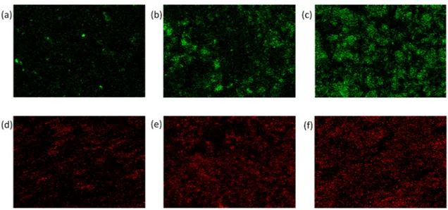 Figure 8. Energy dispersive X-ray spectroscopy (EDX) maps of Ca distribution of stabilized sample-