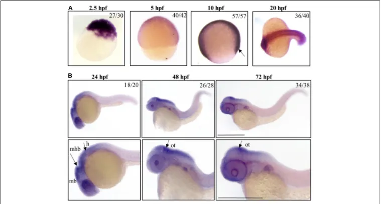 FIGURE 1 | Spatio-temporal analysis of gene a expression in zebrafish embryos. Representative images of embryos at early (A) or later (B) stages of development, hybridized with a probe specific for c19orf12a mRNA