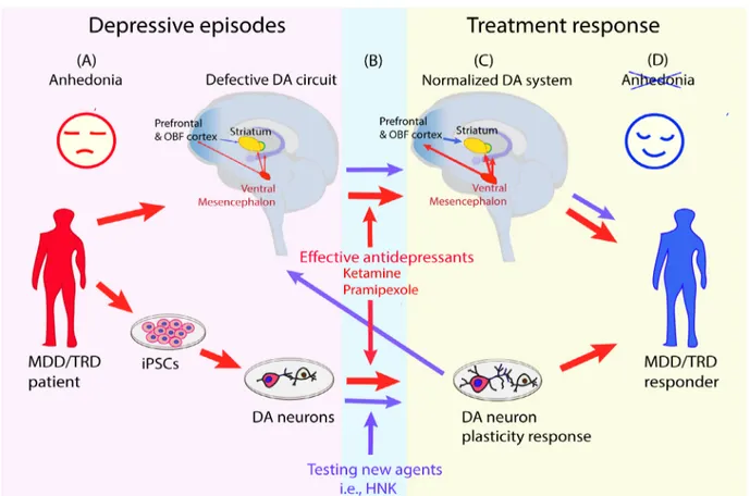 Figure 1 Schematic representation of a proposed translational model implementing human iPSC-derived dopaminergic neurons to assess  neural plasticity induced by pharmacological agents potentially active on anhedonia