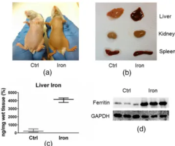 Fig. 2 Photoacoustic properties of ferritin/iron. (a) Photoacoustic tomographically reconstructed images