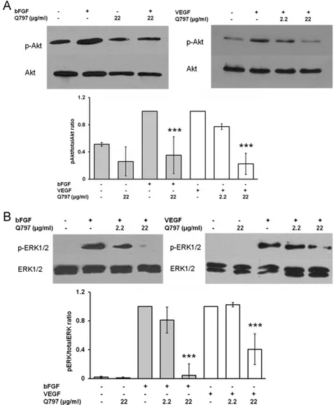 Fig. 6. Lack of effect of Q797 on TNFa-induced NF-kB translocation in HUVEC. HUVEC were pretreated with or without 22 mg/ml of Q797 for 1 h in M199 supplemented with 10% HS and 10% NBCS