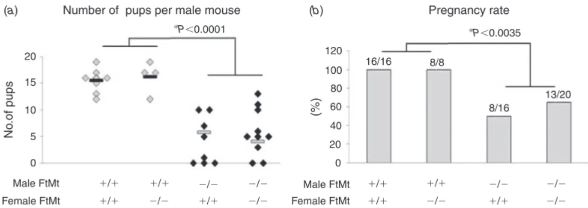 Fig. 1. Breeding study. Each mouse male (n ¼ 8 FtMt / ; n¼ 8 FtMt þ/þ ) was housed with two virgin FtMt þ/þ females and, in parallel, 10 FtMt / and 4 FtMt þ/þ male mice were each housed with two virgin FtMt / females