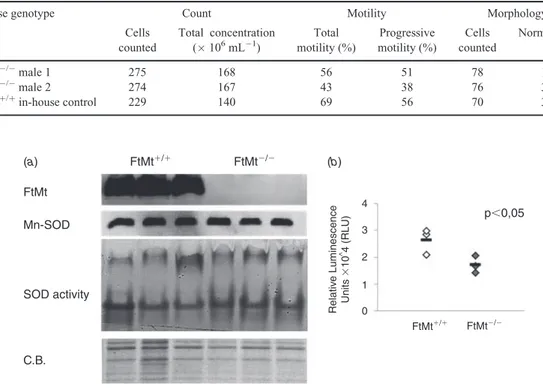 Fig. 3. Biochemical analyses. (a) Immunoblotting of 20-mg protein extracts from spermatozoa of FtMt þ/þ and FtMt / with anti-FtMt antibody confirmed the absence of the protein in FtMt / spermatozoa