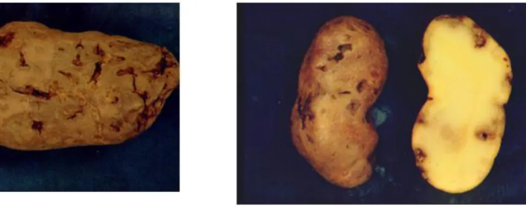 Figure 1:   The nematode attack on tuber tissue causes white mealy spots under the skin, and later an  expanding dry rot, which makes the tissues dry out and the skin to shrink and crack (plates courtesy of  Christer Magnusson; Bioforsk ©) 