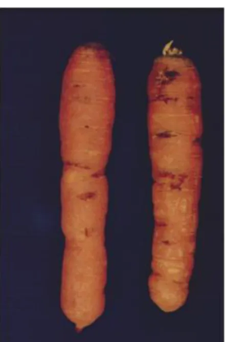 Figure 2:   Symptoms on carrots can be seen as external cracks (left-hand panel) and internal white  spots at the loci of infections (right-hand panel) (plates courtesy of Christer Magnusson; Bioforsk ©)  3.1.3