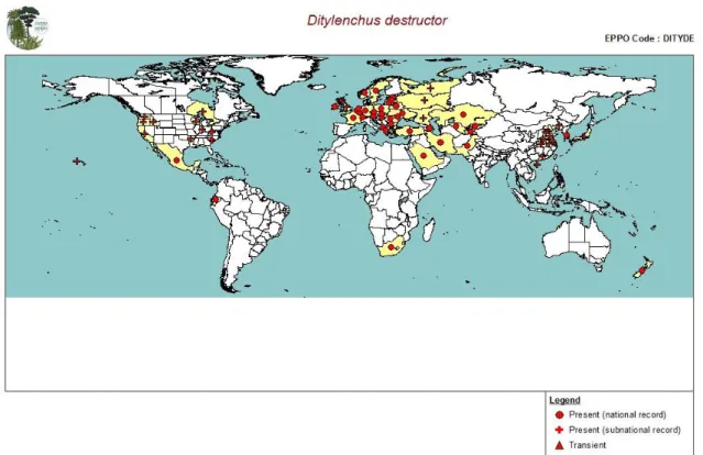 Figure 3:   Global distribution of  Ditylenchus destructor (extracted from EPPO PQR (2014, version  5.3.1.) accessed  May 2014)