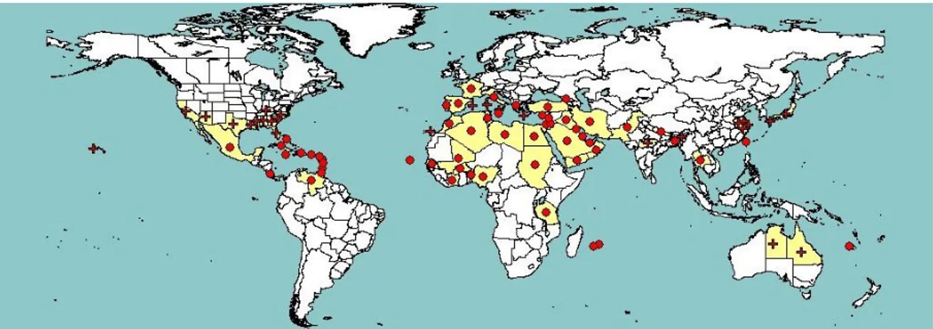 Figure 1:   Global distribution map for Tomato yellow leaf curl virus (sensu stricto) (extracted from 