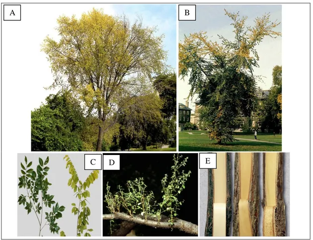 Figure 1:   Examples  of  Elm  yellows  disease  caused  by  Candidatus  Phytoplasma  ulmi  symptoms  on  dying  trees (A and B)