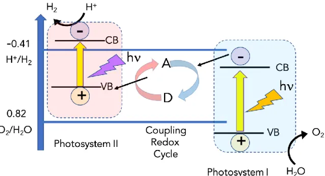 Figure 8. Example of water splitting reactions based on the Z-scheme that couples two photosystems through a common 