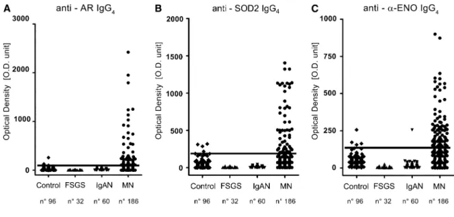 Figure 1. | Serum antibodies against cytoplasmic antigens of podocytes are increased in a significant portion of MN patients