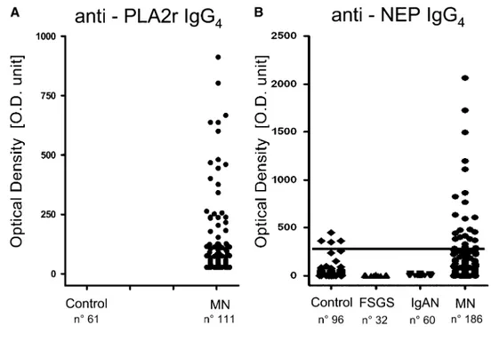 Figure 3. | Serum levels of circulating anti-PLA2r and anti-NEP IgG 4 . (A) Anti-PLA2r was revealed utilizing a Western blot assay with podocyte
