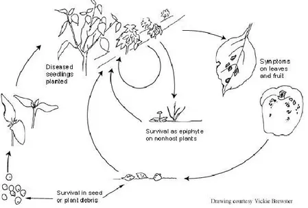 Figure 1:  Disease cycle of the bacterial spot of tomato and pepper (Source: Ritchie, 2000) 