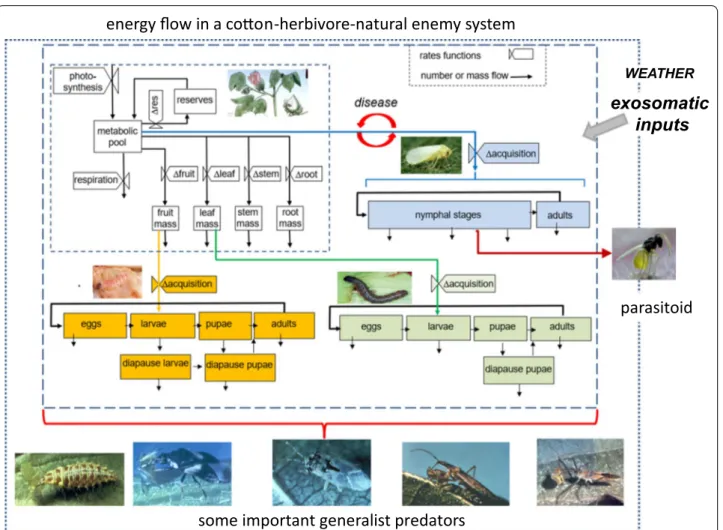 Fig. 2  A partial cotton-herbivore-natural enemy PBDM system showing the flow of energy/dry matter within the plant and to herbivores attacking 