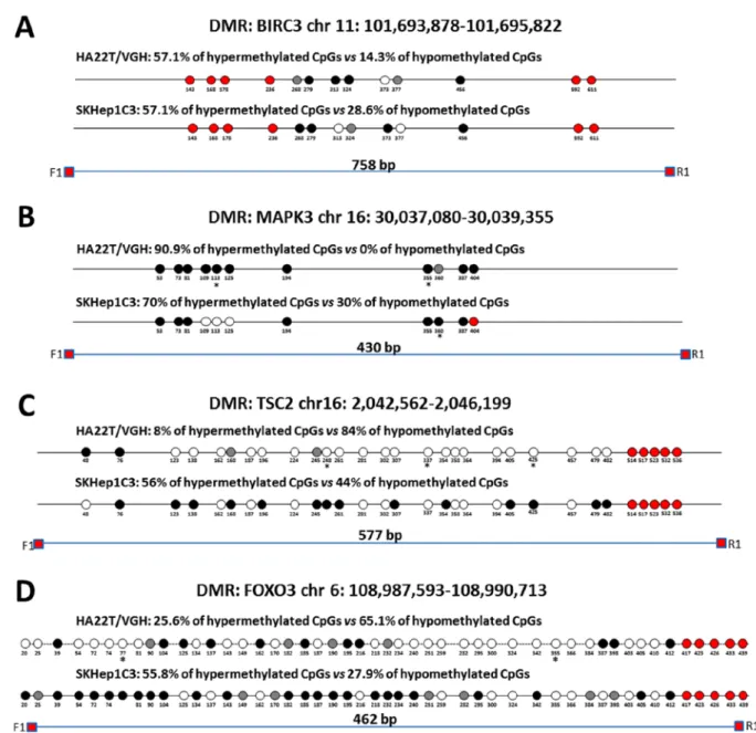 Figure 5. Validation of MeDip-chip results by direct bisulfite sequencing in sorafenib-treated and -untreated HCC cells
