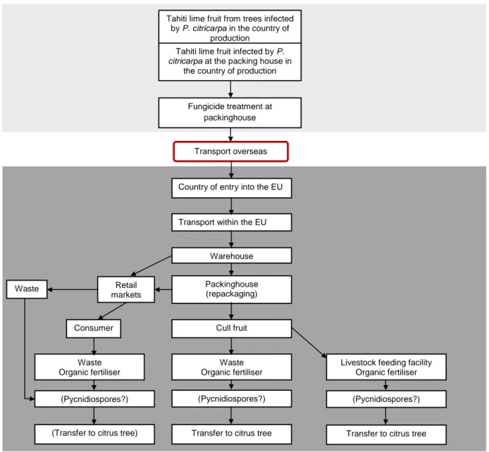 Figure 20:  A  graphical  pathway  model  (pathway  II)  illustrating  steps  in  the  entry  pathway  of 