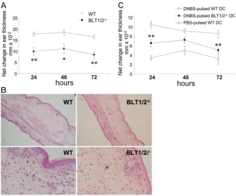 Figure 6. Defective in vivo migration of BM-BLT1/2 ⴚ/ⴚ DCs. Mature DCs from WT and BLT1/2 ⫺/⫺ mice were labeled with the vital dye CFSE and injected  subcutane-ously in the hind leg footpad of WT mice