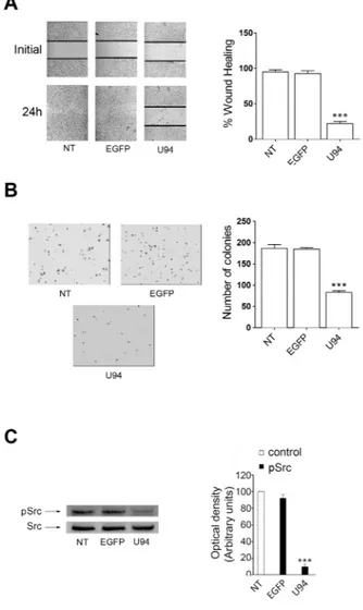 Figure 10: In vitro effect of U94 on HeLa cells. (A) wound healing assay, (B) cell clonogenic assay and (C) signaling pathway 