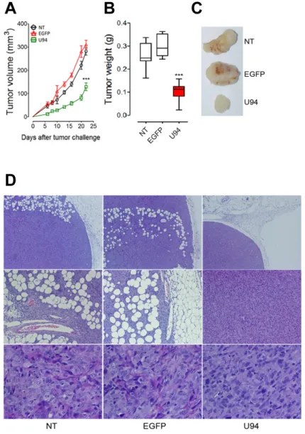 Figure 6: U94 expression impairs tumor growth in vivo.  Twenty-tree days after cell injection, mice were sacrificed; tumors were 