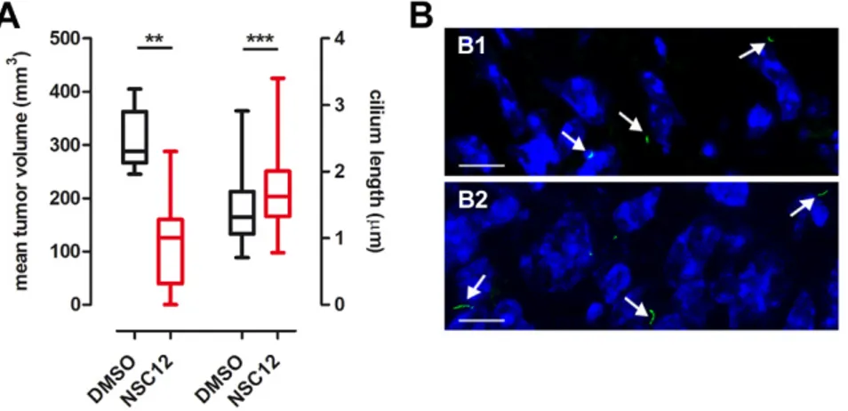 Figure 9. The FGF trap NSC12 exerts a ciliogenic activity on TRAMP-C2 tumors. (A) TRAMP-C2 cells  were injected into the flank of C57BL/6 mice (10–15 animals/group)