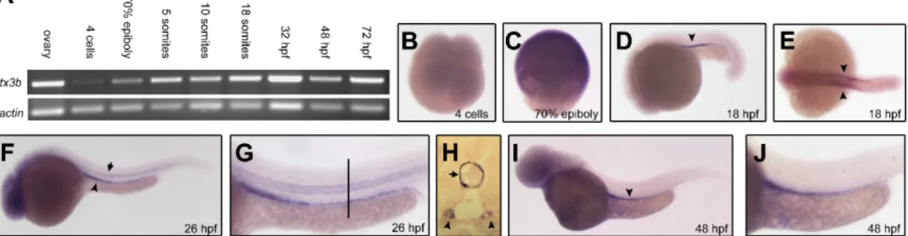 Figure 1. Zebrafish down modulation of the long-pentraxin 3 orthologue (ptx3b) expression