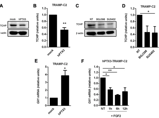 Figure 7. Inhibition of the FGF/FGFR system affects cilium-related signaling. (A) Serum-starved mock  and hPTX3-TRAMP-C2 cell protein extracts were probed with an anti-trichoplein (TCHP) antibody