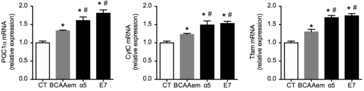 FIG 2.  Mitochondrial biogenesis markers in HL-1 cardiomyocytes treated with 1% mixtures for 48 h