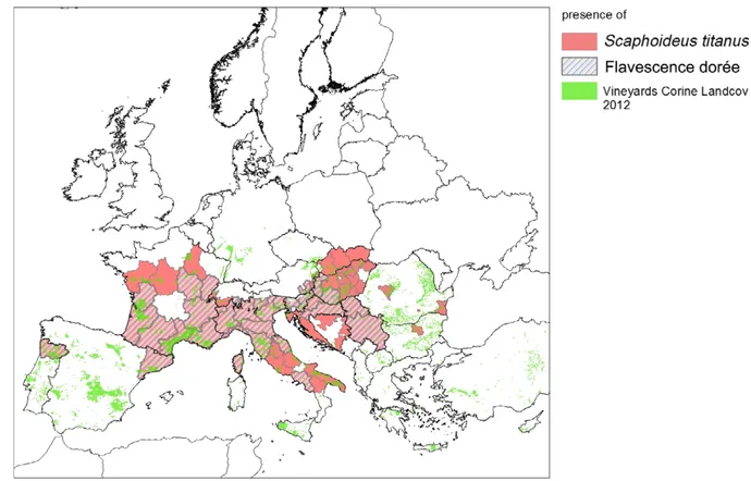 Figure 1: Observed distributions of grapevine cultivation, of FDp infection in grapevine and of Scaphoideus titanus in Europe (situation in 2014)