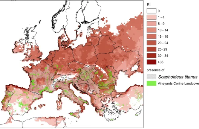 Figure 4: Predicted suitability for establishment of S. titanus in Europe based on climate data 1999 – 2010 (JRC) (AGRI4CAST, online) modelled with the CLIMEX software combined with the vine-growing areas in Europe (CLC 2000, 2006)