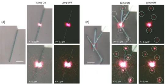 Figure 2. Light propagation in an individual (a) straight and (b) multi-branched SnO 2  NWs where the 