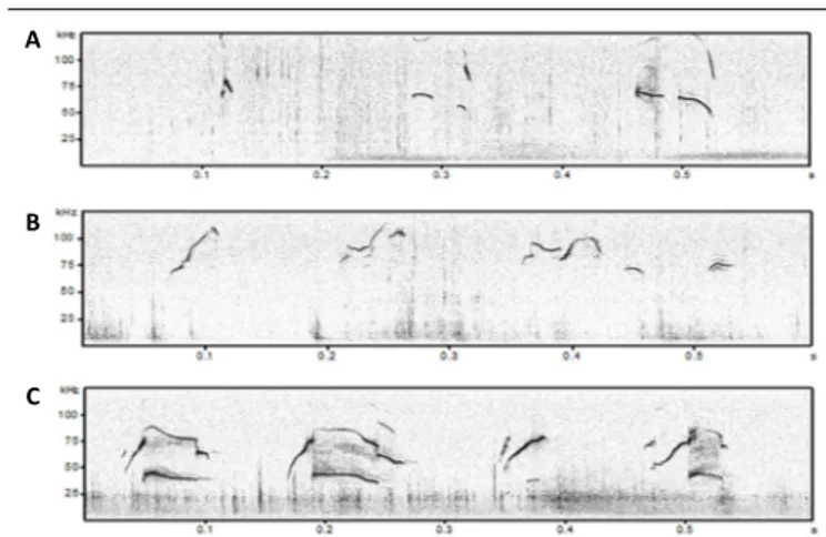 Figure 2 ｜ Examples of spectrograms of different USVs categories emitted  by B6;129PF2 mice