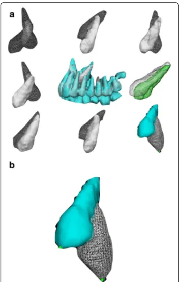 Fig. 4 a t0 and t1 3D models superimposed after registration of different treated canines