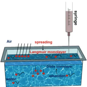 Fig. 2 shows the Gibbs monolayer at the air/water interface. In the case of an amphiphile that is dissolved in water, it begins to be adsorbed at the air/water interface