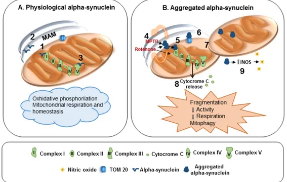 Figure 1. Effects of physiological and aggregated α-synuclein on mitochondria. (A) 1: α-Synuclein 