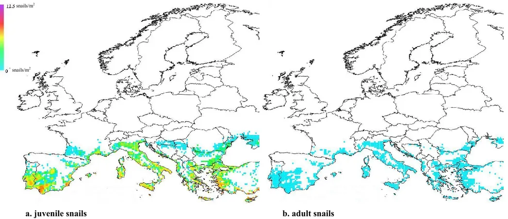 Figure 2:   Potential distribution and density of Pomacea canaliculata in Europe obtained with the apple snail population dynamics model: (a) juveniles; (b)  adults