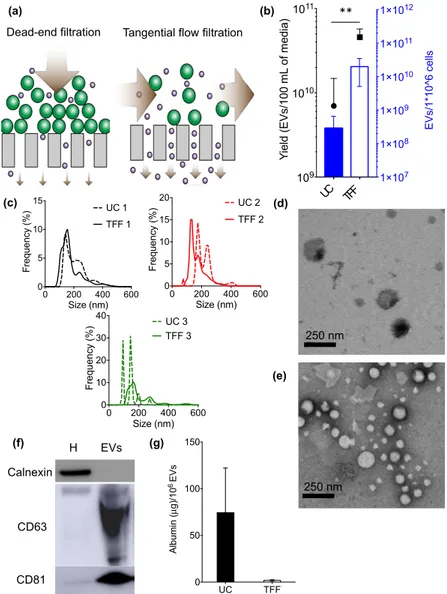 Figure 1. Biophysical and biochemical characterization of extracellular vesicles (EVs) isolated from 
