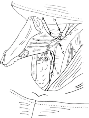 Fig. 4. Step 3 harvesting technique: the cricothyroid artery and vein (a), the posterior branch of the superior thyroid artery and vein (b), are cut, ligated and kept with the ﬂap
