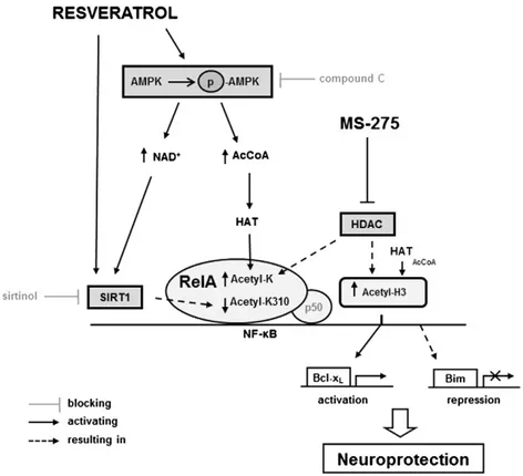 Fig. 8. A proposed strategy to reduce post-ischemic brain injury by epigenetic drugs shaping RelA and histone acetylation