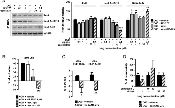 Fig. 4. Treatment with the MS-275–resveratrol combination modiﬁes RelA acetylation state and induces RelA detachment from Bim promoter, in primary cortical neurons exposed to OGD