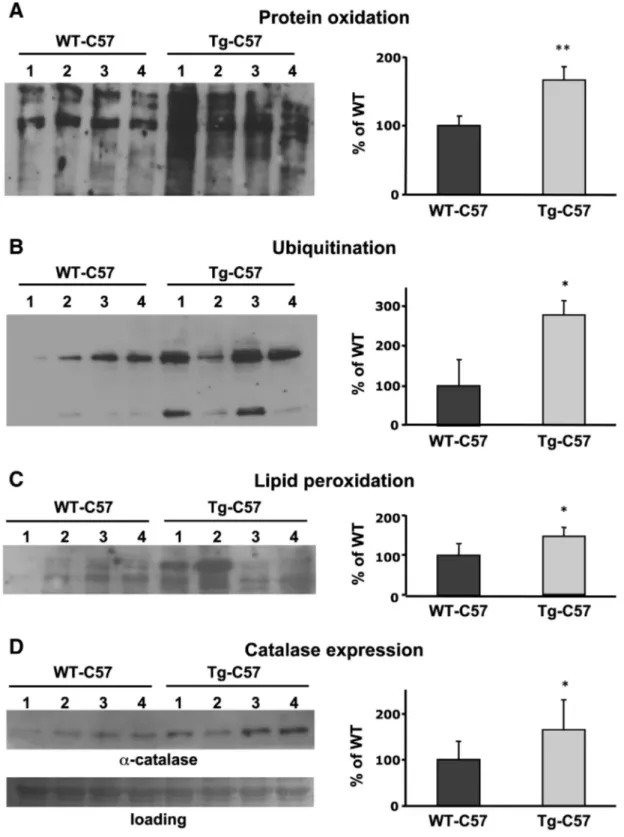 Fig. 6. Tg-C57 brains maintain oxidative damage. Soluble fractions of brains of WT-C57 and Tg-C57 12-months-old were analyzed on 12% SDS-PAGE, subjected to immunoblotting