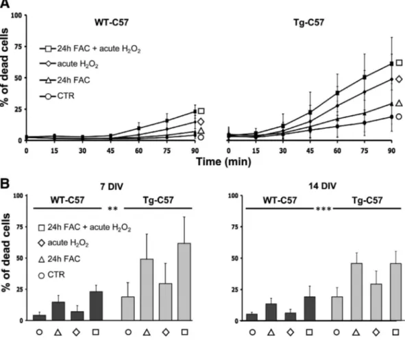 Fig. 7. Primary hypocampal neurons from Tg-C57 mice show increase susceptibility to oxidative stress