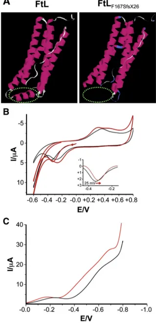 Fig. 1. Mutant FtL F167SfsX26 has a reduced capacity to incorporate iron. A 3D representation