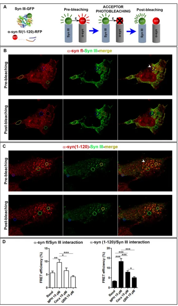 Fig. 6. FRET-based analysis of fl α- α-syn/Syn III and (1–120) α-α-syn/Syn III interaction in SH-N-SK cells