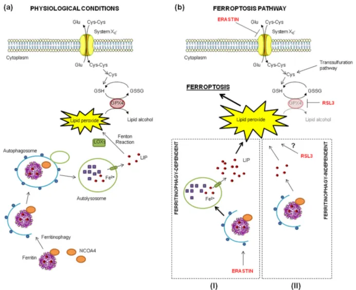 Fig. 9. Ferritinophagy in erastin- versus RSL3-induced ferroptosis. (a) Crosstalk between ferritinophagy and lipid ROS detoxification pathways