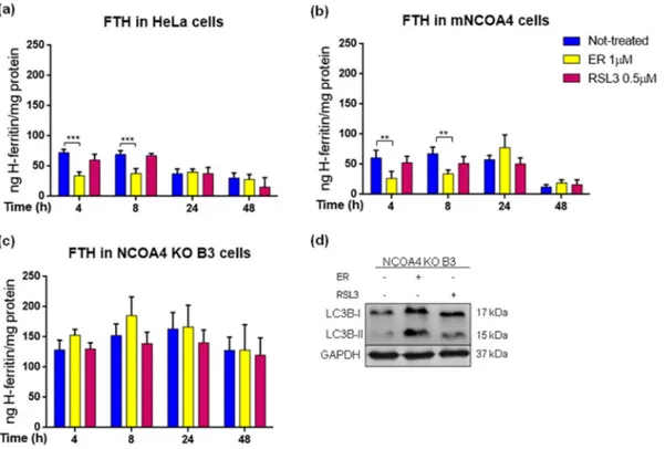 Fig. 7. Ferritin level in control HeLa cells, with knocked-out NCOA4 and mNCOA4 overexpression during erastin- and RSL3-induced ferroptosis