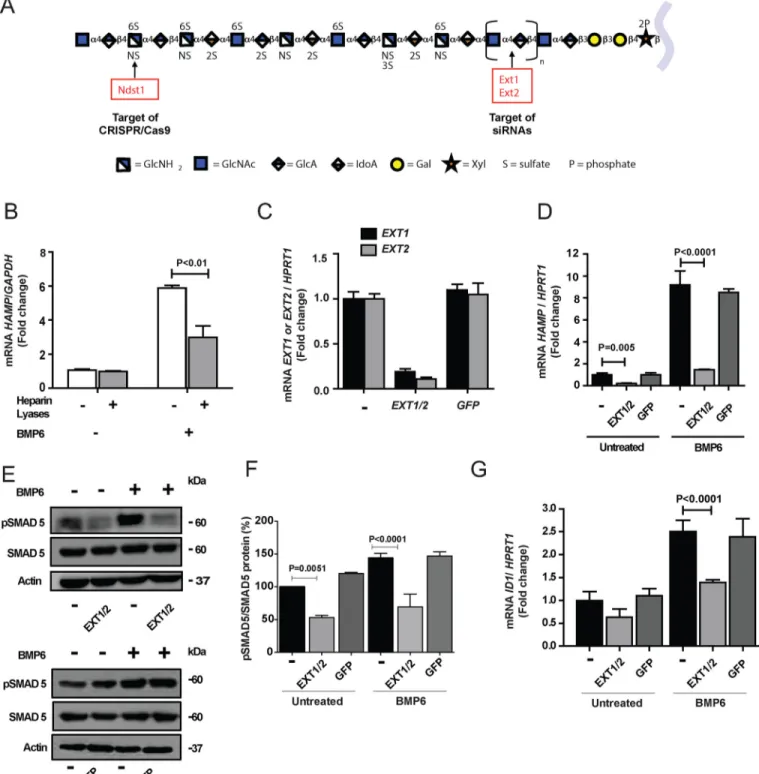 Figure 1. Genetic and enzymatic reduction of HS reduces hepcidin expression and SMAD5 phosphorylation in human hepatocytes