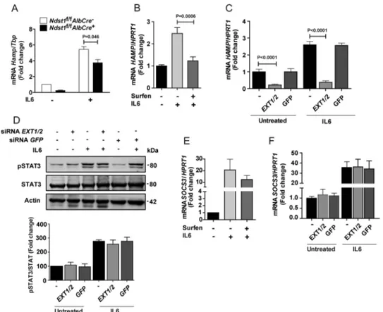 Figure 6. HS modulates IL6-induced HAMP mRNA expression in human hepatocytes. A, hepatocytes derived from Ndst1 f/f AlbCre ⫹ and Ndst1 f/f AlbCre ⫺ mice were treated with IL6 (50 ng/ml, 6 h), and Hamp mRNA was quantitated by qPCR (n ⫽ 2)