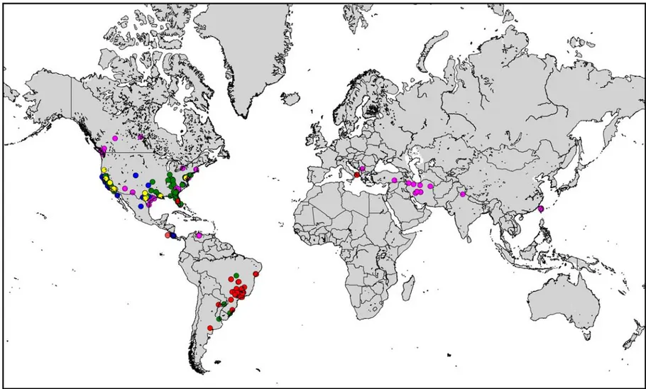 Figure 3:   World distribution of Xylella fastidiosa subspecies. 