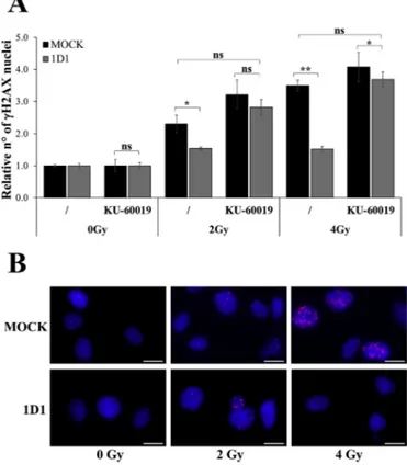 Fig. 4. The increased capacity of DNA repair in NEU3 overexpressing cells is driven by ATM